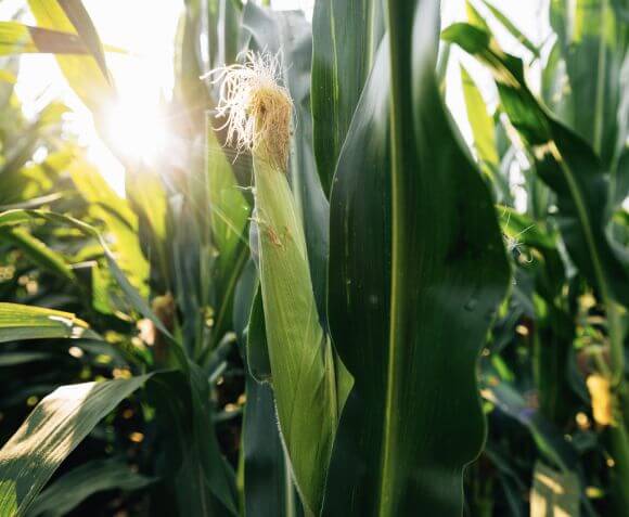 Corn