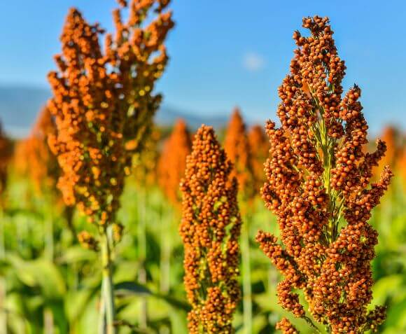 Nitrogen for Small Grains