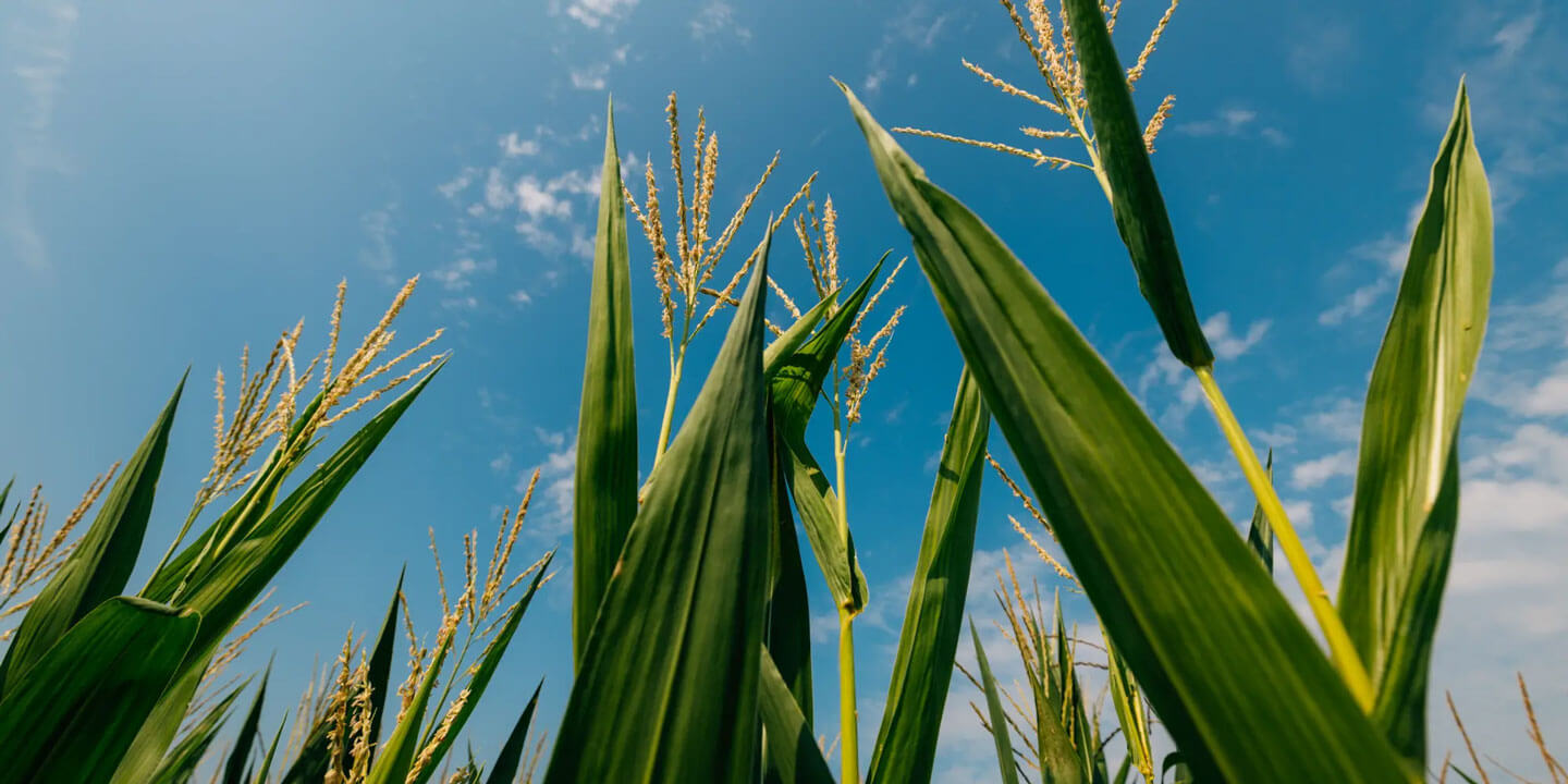 corn stalks with sky background