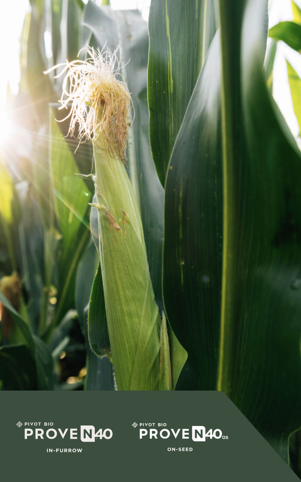 Close up of ear of corn with tassel with Pivot Bio PROVEN 40 logo.