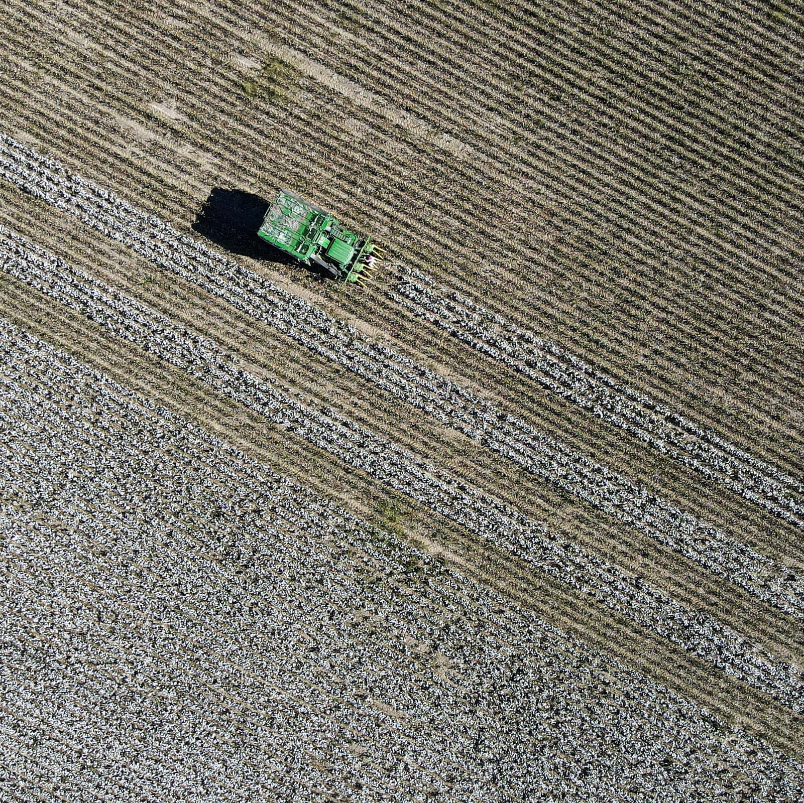 Cotton Harvest