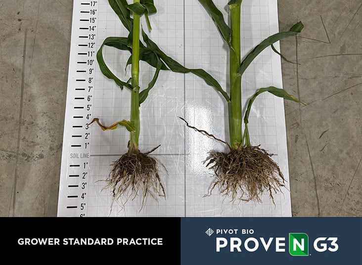 Untreated v. Treated - Don Swanton, Iowa