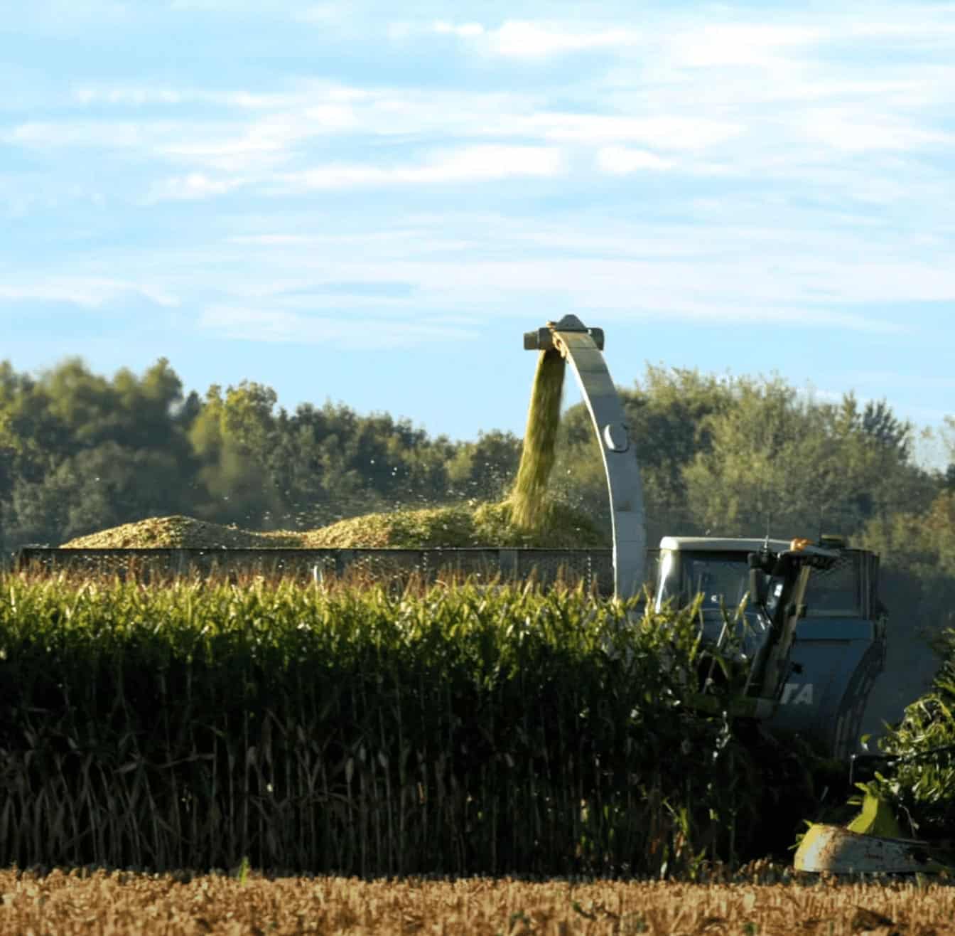 field with corn harvest