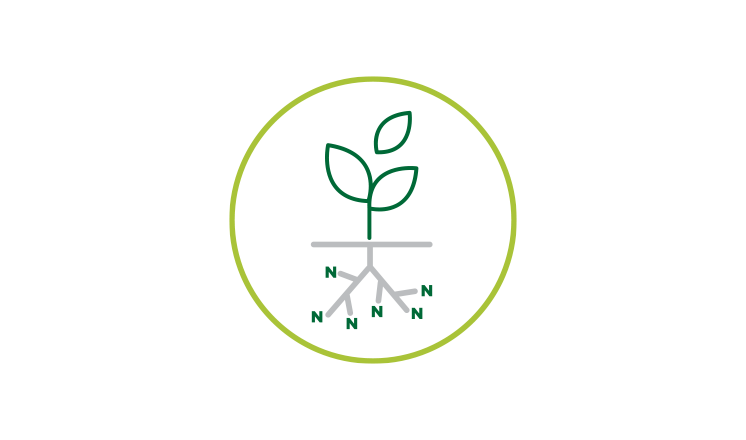 illustration of seedling