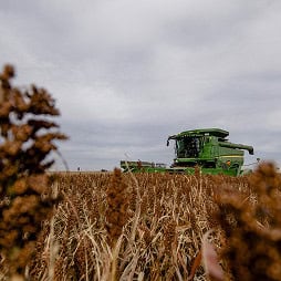 A combine harvester harvests sorghum in a field.