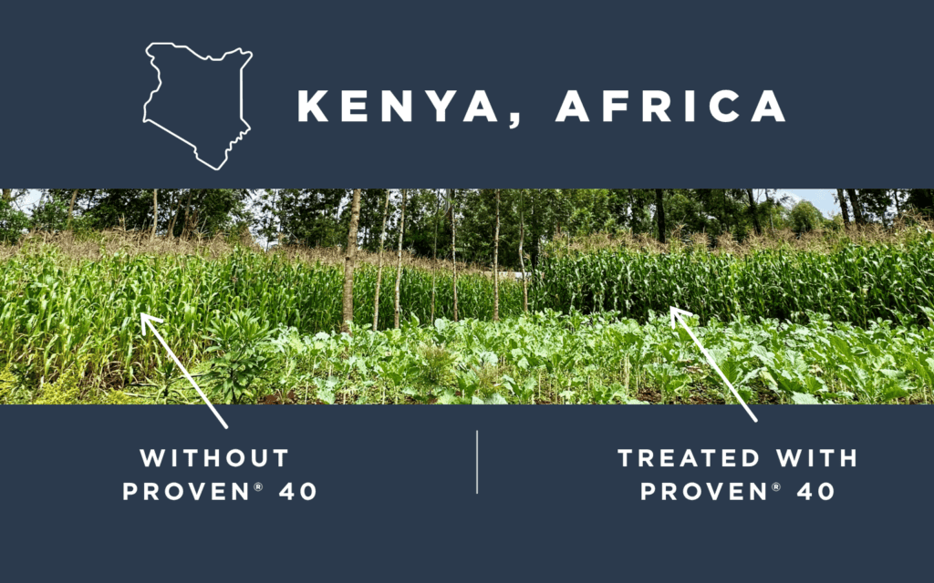 a corn crop comparison in kenya, africa